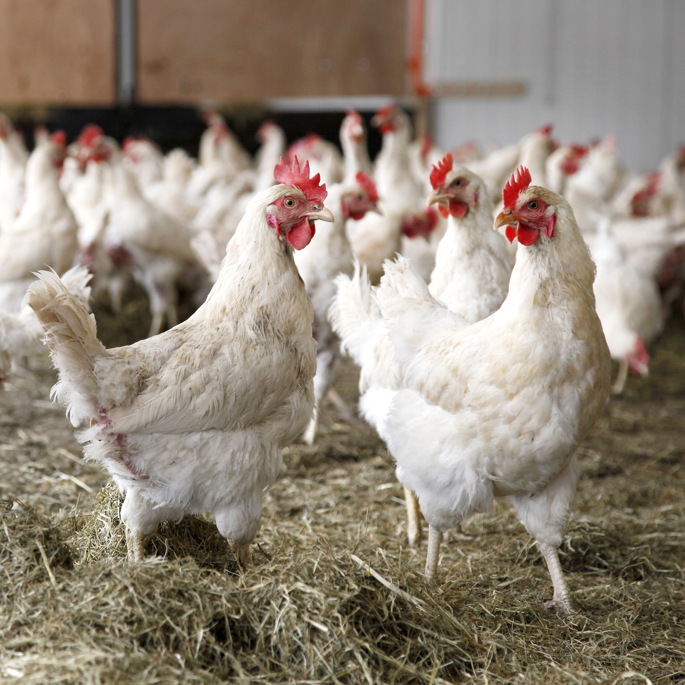 LNV deelt uitkomsten evaluatie Wet dieren met Tweede Kamer